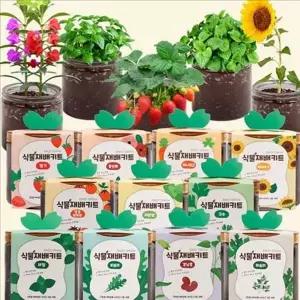 새싹 식물 재배 키트 미니 방울 토마토 재배 키우기 화분