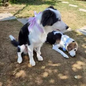 [골드스마일]반려동물 쿨링 목걸이 강아지 고양이 여름 냉감 스카프