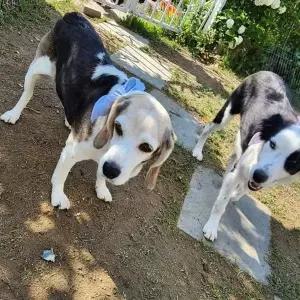 [콩심팥심]여름용 반려동물 쿨링 목걸이 아이스 쿨 스카프