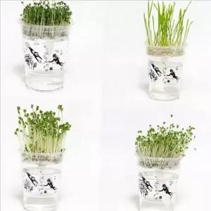 어린이 새싹 채소 키트 실내 새싹 재배 키트 브로콜리 씨앗