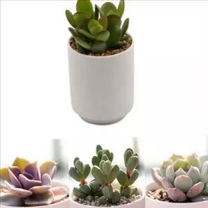 입문 다육 키우기 세트 미니 다육 세트 식물 화분