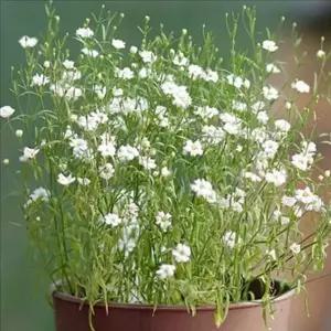 새싹 안개꽃 키우기 재배 안개꽃 씨앗 식물 세트