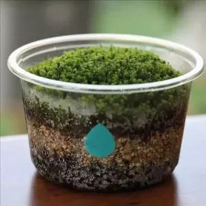 미니 이끼 화분 세트 습도 실내 이끼 키우기 반려 공기