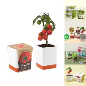 (꿈쟁이) 투톤사각화분-방울토마토/선물/집들이/간편한/식물/기르기/키트/교육용/자연교육/활용/가드닝/취