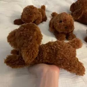 무릎인형 강아지 토이푸들 SS사이즈 히자완꼬