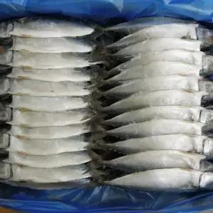 자반 고등어 24손48마리 30cm 가정용 업소용 벌크상품 대용량