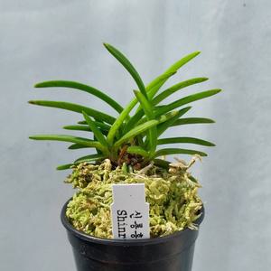 신룡홍 부귀란 소엽풍란 색화 석부작 목부작 착생란