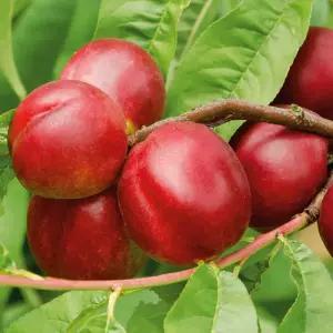 신비 복숭아나무 접목 2년생 특묘 천도복숭아 묘목 노지월동 정원과일나무 유실수 (목하원예조경)