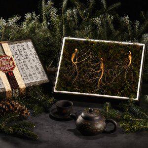 [다농이네][SSG상품권 증정 이벤트][바로배송]강원도 장뇌삼 산양삼 선물세트 3뿌리 (5-6년근)