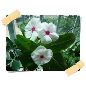 일일초/매일초/Vinca roser/24포트1세트/전원주택/팬션/봄철화단/판매시기확인후구매