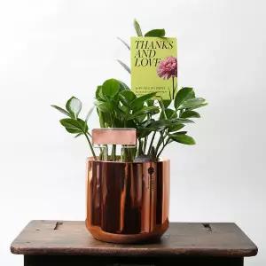 아트박스/러브피어리 금전수 메탈릭 골드 미니화분 집들이 개업 영전 화분