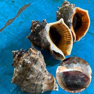 달티어 국내산 고흥 참소라  당일조업 생물 소라 1kg