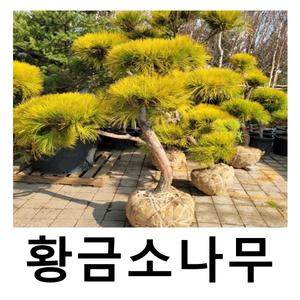 황금소나무 묘목 접목3년