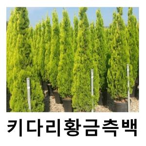 측백나무 묘목 키다리황금측백 키120cm분 개별택배
