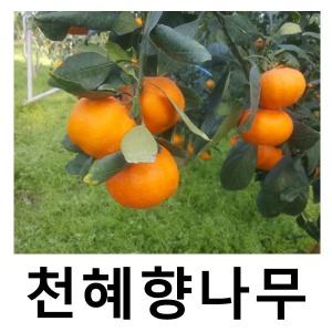 귤나무 묘목 천혜향 7치화분 결실주