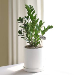 금전수 돈나무 개업화분 집들이 승진 이사 축하선물