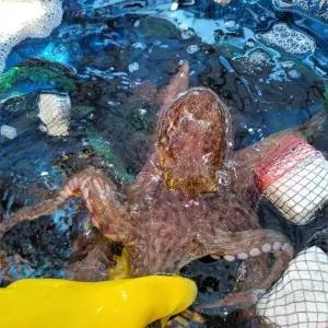 남해 자연산 활 돌문어 1kg 1마리 제수용 문어