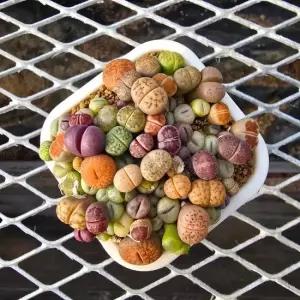 리톱스믹스 곱배기 모듬 품종 국내산 1포트 랜덤발송 아프리카 소형 다육 전문농