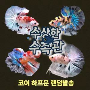 [수상한수족관] [하프문베타 ] 코이 하프문 베타 수컷/ 1마리 /색상 랜덤발송