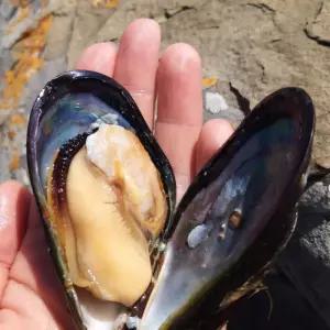 국내산 남해 바다 해녀 언니네 자연산 깐 홍합살 500g 급냉 산지 발송