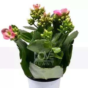 노블카랑코에 칼랑코에 사계절 꽃 모종 화분 다육이 공기정화 식물 키우기