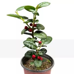 완도호랑가시나무(둥근잎) 감탄나무과 상록관엽 야생화 식물키우기 플랜테리어