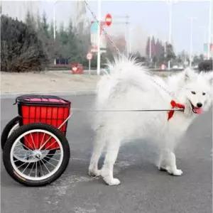 대형견 트레일러 끌차 레드 줄 짐수레 구르마