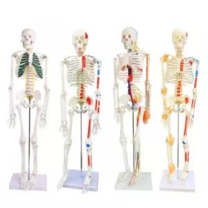 인체 뼈 모형 해부 해부도 해부학 인간 85CM 45 근육 해골 심장