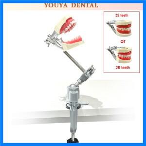 치과 시뮬레이터 간단한 헤드 모델 클램프 테이블 모델 분리형 백업 치아 모델 치과 연습 훈련 시뮬레이터