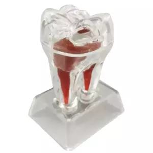 4배 확대 투명 치아 구조 뼈 모형 분해가능 뼈다귀