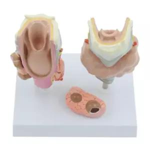 갑상선 종양 병리학 인체 해부 모형 세트 피규어 의학