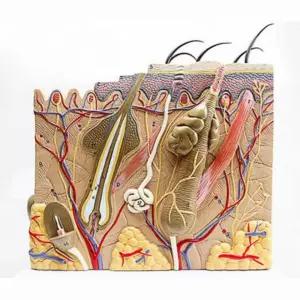 피부과 피부 조직 교육용 확대 모형 인체기관 병원