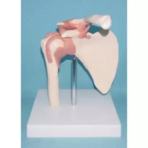 견갑골 어깨 모형 관절 해부학 전시 골격 학교 병원 가샤폰 어깨쿵 캡슐토이 세트 인체