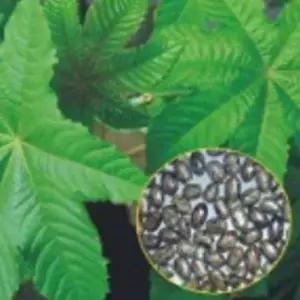 피마자 아주까리 나물 유 꽃씨 종자 씨앗 품종 50립 WA3A183