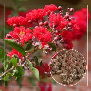 백일홍 나무 다이너마이트 목백일홍 배롱나무 분묘 서울농원 묘목