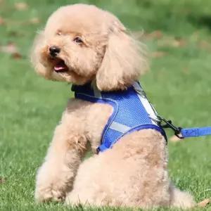 이지 워크 강아지 하네스+리드줄 세트(M) (블루)반려견 가슴 애견 애완