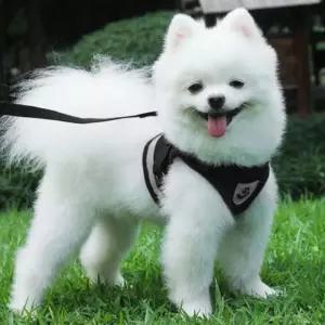 강아지 반사 리드줄 야간 산책 가슴 하네스 세트 L강아지 블랙 중형견 소형견 세이프 애견 빛반사 애완 반