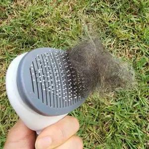 반려견 브러시 원터치 강아지빗 고양이빗 개빗