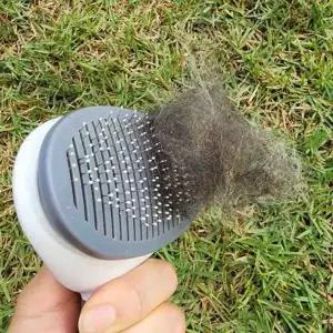 [골드스마일]반려견 브러시 원터치 강아지빗 고양이빗 개빗