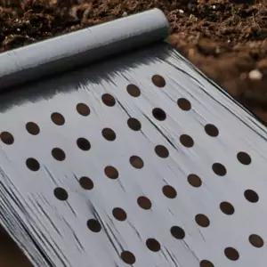 유공 멀칭비닐 7구 10M 타공 농사용 농업용 마늘 고추 제초 매트 하우스비닐 롤비닐 필름 구멍 하우스