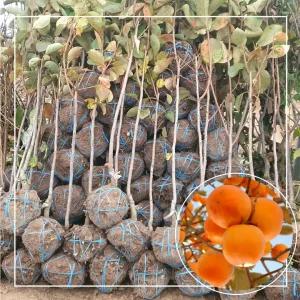 서울농원묘목/둥시감 감나무 묘목 3년생 결실주 분묘 분다리 상주둥시 