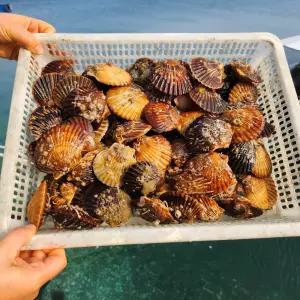 싱싱햇 통영 흑백가리비 제철 흑백 가리비 1kg