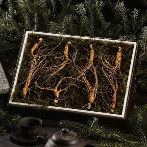 [NS홈쇼핑][자연삼가] 강원도 토종 산양산삼 선물세트 5-6년근 (8뿌리)..[35682789]