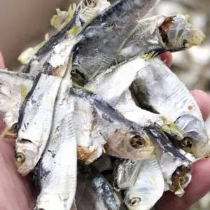 VB 국산 디포리 국물용 육수용 밴댕이 1.5kg 1박스