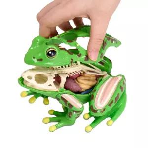 중고 동물실험 조립식 개구리 해부 장기 모형 교구 발명반 과학보고서 두뇌개발 중등