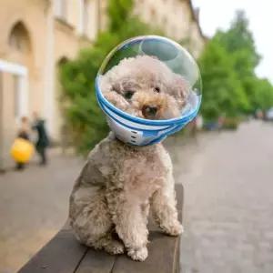 애견 머리보호구 물림방지 헬멧 S 투명 볼 보호대