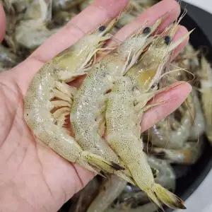 냉동 중하새우 봉댕이 새우 2kg(160~200미 내외)