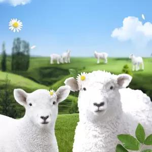 [울산] 양떼목장(울산가볼만한곳~)/울산양떼목장/울산가볼만한곳/테마파크/동물원/실내동물원/아이와함께