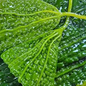 [하라네]완도 햇 생곰피 곰피미역 쇠미역 쌈미역 1kg