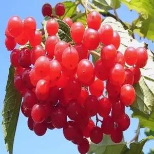 크랜베리나무_(포트묘/3개묶음)유실수/정원수/묘목/K0015